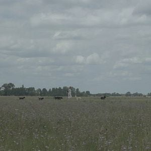 Foto A Mulher dos Cachorros