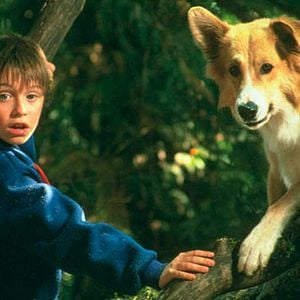 Foto Bingo, Esperto pra Cachorro