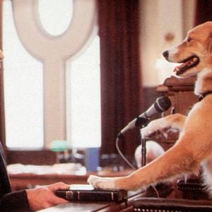 Foto Bingo, Esperto pra Cachorro