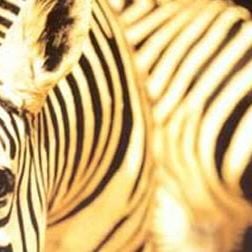 Foto Um animal, os animais