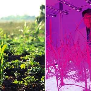 Foto 10 Bilhões - O Que Tem Para Comer?