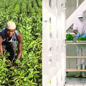 Foto 10 Bilhões - O Que Tem Para Comer?