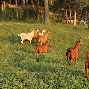 Foto Thou Wast Mild and Lovely