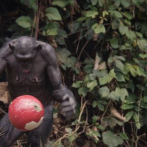 Foto Bounce: How the Ball Taught the World to Play
