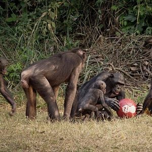 Foto Bounce: How the Ball Taught the World to Play