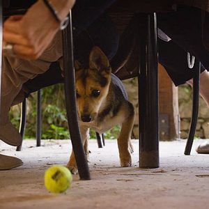 Foto Bounce: How the Ball Taught the World to Play