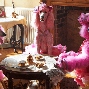 Foto Pudsey - Este Cão é um Herói!