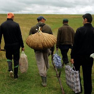 Foto A Floresta é como as Montanhas
