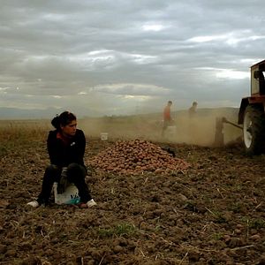 Foto A Floresta é como as Montanhas
