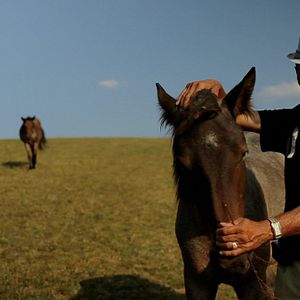 Foto A Floresta é como as Montanhas