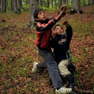 Foto A Floresta é como as Montanhas