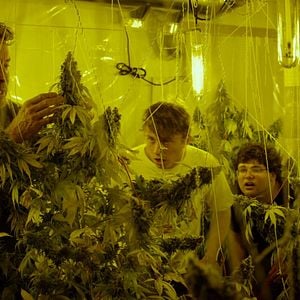 Foto Kid Cannabis