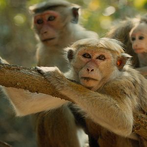 Foto O Reino dos Primatas