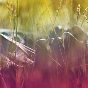 Foto Come Down Molly