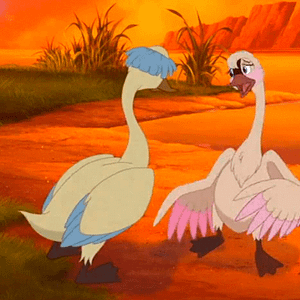 Foto O Cisne Apaixonado