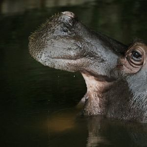 Foto A Vida Privada dos Hipopótamos