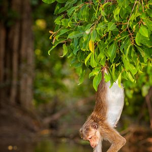 Foto O Reino dos Primatas
