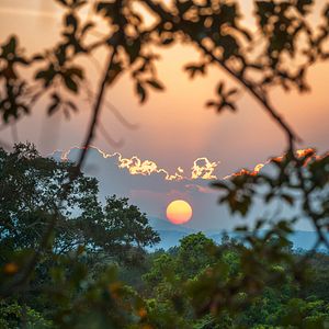 Foto O Reino dos Primatas