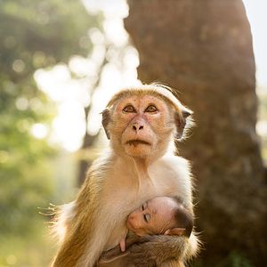Foto O Reino dos Primatas