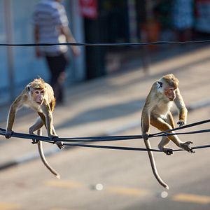 Foto O Reino dos Primatas
