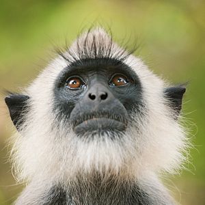 Foto O Reino dos Primatas