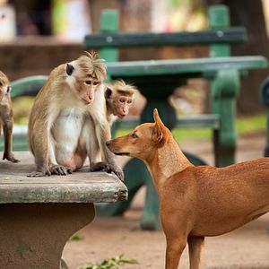 Foto O Reino dos Primatas