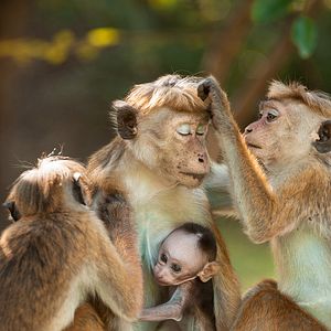 Foto O Reino dos Primatas