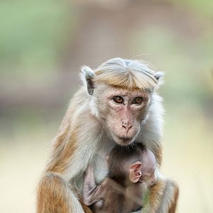 Foto O Reino dos Primatas