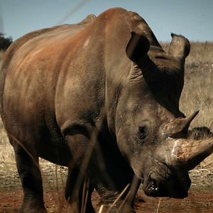 Foto O Jogo da Extinção