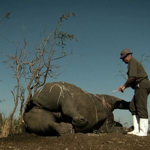 Foto O Jogo da Extinção