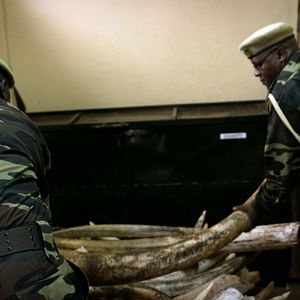 Foto O Jogo da Extinção