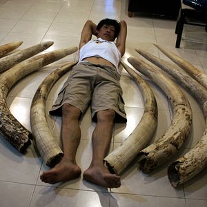 Foto O Jogo da Extinção