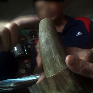 Foto O Jogo da Extinção