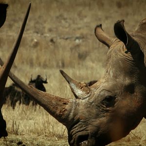 Foto O Jogo da Extinção