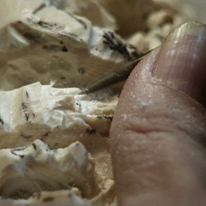 Foto O Jogo da Extinção