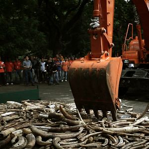 Foto O Jogo da Extinção