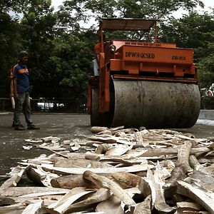 Foto O Jogo da Extinção