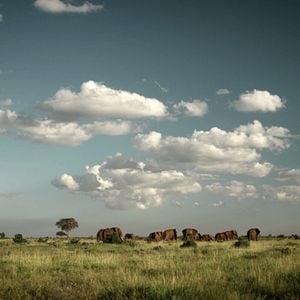 Foto O Jogo da Extinção