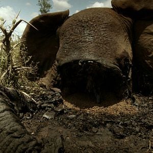 Foto O Jogo da Extinção