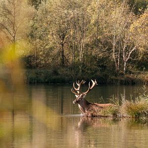 Foto L'Odeur de la mandarine