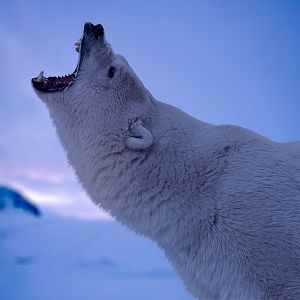 Foto Operação Ártico