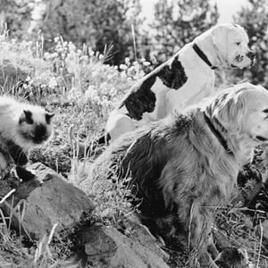 Foto A Incrível Jornada