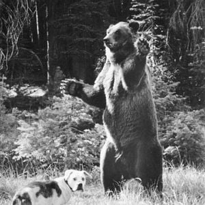 Foto A Incrível Jornada