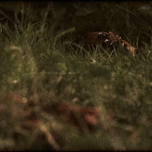 Foto Condado Macabro