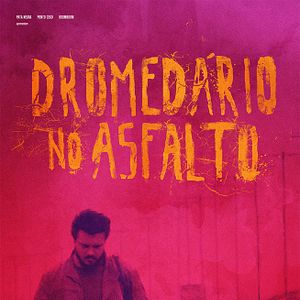 Foto Dromedário no Asfalto