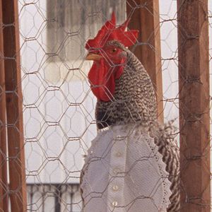 Foto As Mil e Uma Noites - Volume 1, O Inquieto