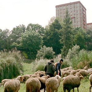 Foto As Mil e Uma Noites - Volume 2, O Desolado