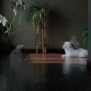 Foto As Mil e Uma Noites - Volume 2, O Desolado