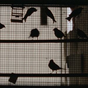 Foto As Mil e Uma Noites - Volume 3, O Encantado