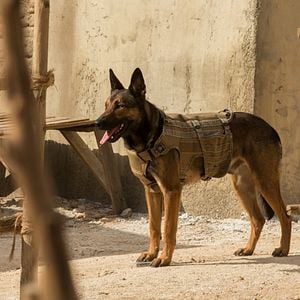 Foto Max - O Cão Herói
